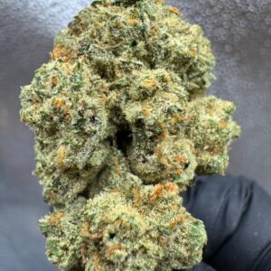 Apricot Scone (Hybrid)