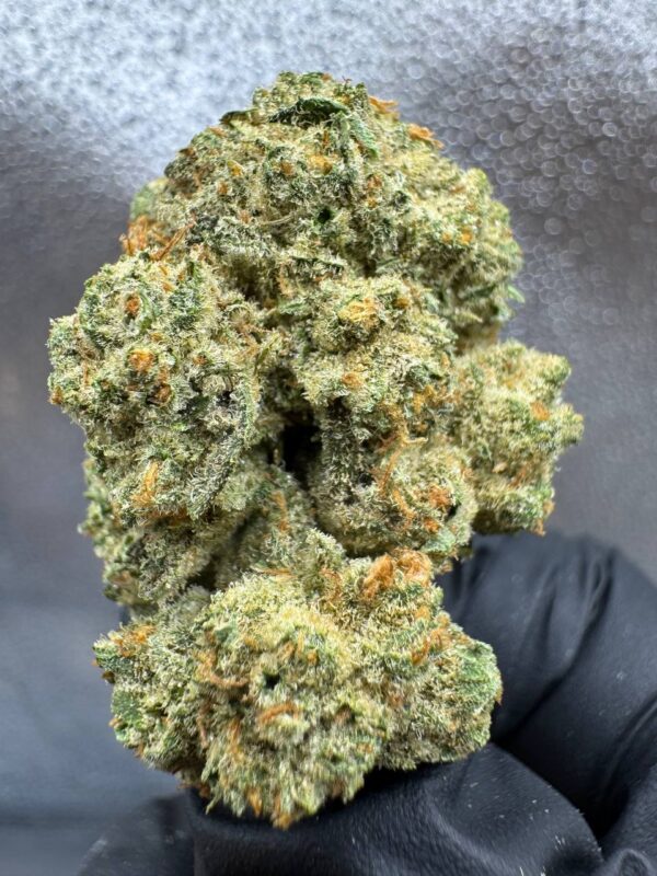 Apricot Scone (Hybrid)